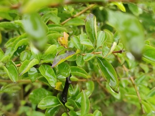 Close-up of green leaves highlighting natural beauty and freshness