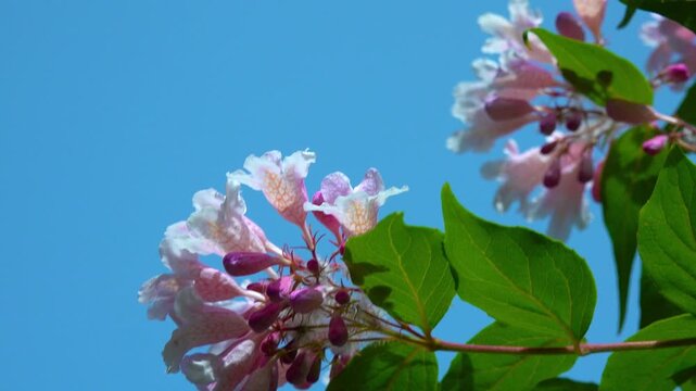 Beauty bush Kolkwitzia amabilis, blooming pink spotted flowers bush against blue sky