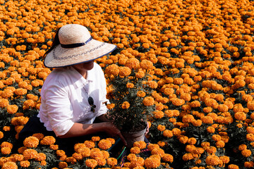 Woman in cempasuchil flowers in Xochimilco, Mexico