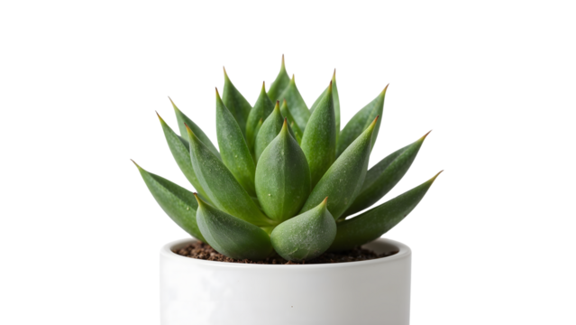 Minimalist green succulent in white pot isolated on clean white background, modern botanical home decor for contemporary interior design