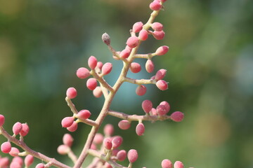 berries  of  Pistacia terebinthus (Pistacia terebinthus) tree