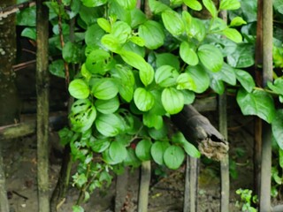 Close-up of green leaves highlighting natural beauty and freshness