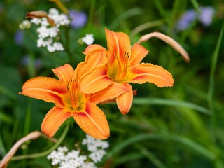 Fototapeta premium Close-up shot of two orange day lilies flowering in the garden