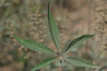 itex agnus-castus is a plant native of the Mediterranean region