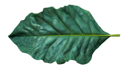 PNG of A vibrant green leaf showcasing intricate texture and details on a clear background.