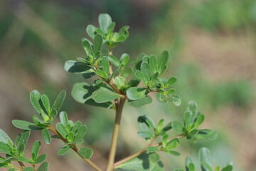 Portulaca oleracea is succulent in the family Portulacaceae