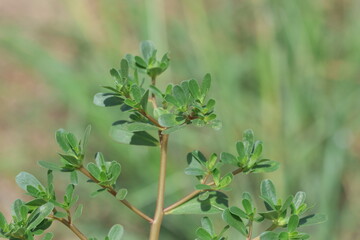 Portulaca oleracea is succulent in the family Portulacaceae