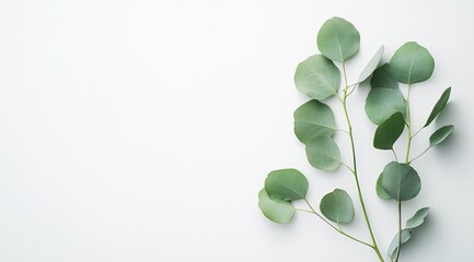 Light green eucalyptus leaves on white background