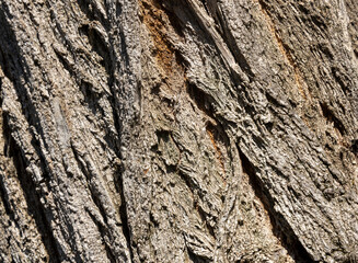 Olive tree bark pinaster trunk symbol. Texture made of olive tree bark . Beautiful olive tree bark trunk background. Greece, Conceptual image. Peaceful nature.
