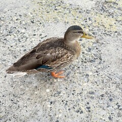 female mallard duck