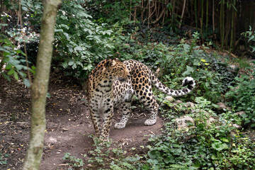 Amur Leopard in Forest closeup 