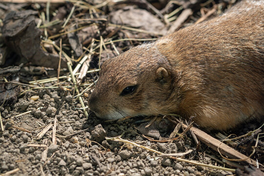 Prairie dog closeup in natural environment