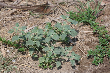 Chrozophora tinctoria ( croton) is a plant species native to the Mediterranean, the Middle East, India