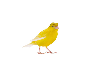 canary isolated on white background