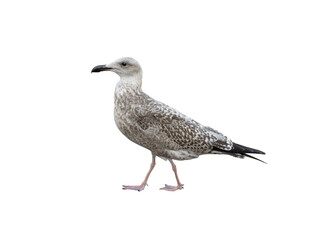 young Larus cachinnans isolated on white background