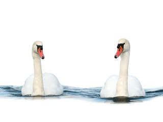 Two swans swimming on the water isolated on white background
