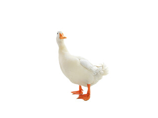 white duck isolated on a white background.