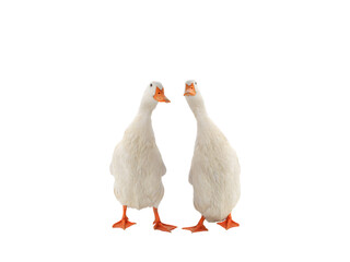 two standing ducks isolated on white background