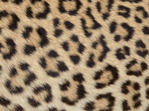 A close-up of leopard pelt.