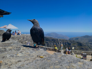 Red-winged Starlings Perched on Table Mountain