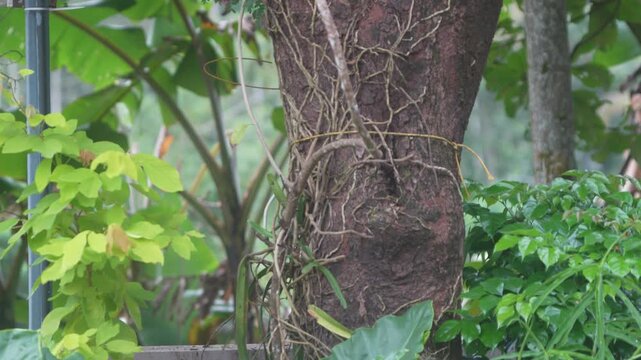 Animal Behaviors: Squirrel on the tamarind tree in Kerala. Squirrels are playing around the tree.