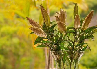 Flowers themes: A Vase of easter lilies. A species native to Taiwan and Ryukyu Island of Japan.