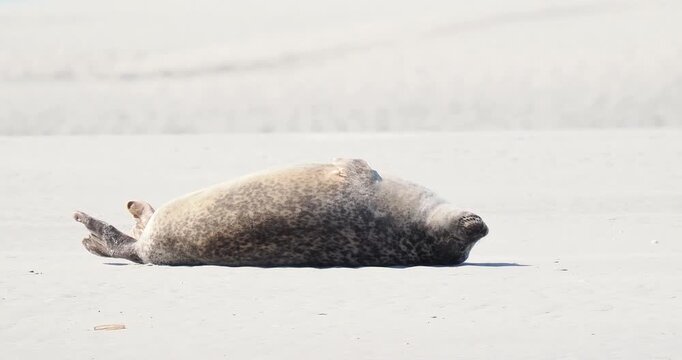 Phoques communs (Phoca vitulina) allong&eacute;s sur un banc de sable &agrave; mar&eacute;e basse, repos en colonie