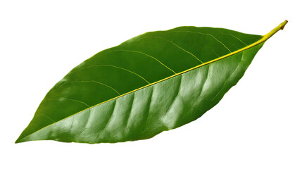 Obraz premium PNG of Vibrant green bay leaf showcasing its glossy texture and rich veins against a transparent background.