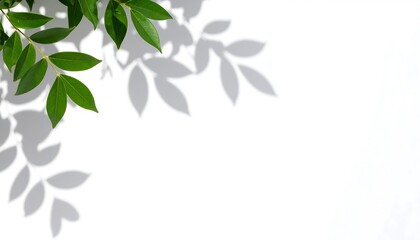 Green leaves cast shadows on white background