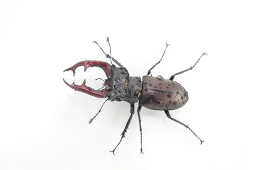 Unique close-up of a large beetle displaying vibrant colors and intricate features