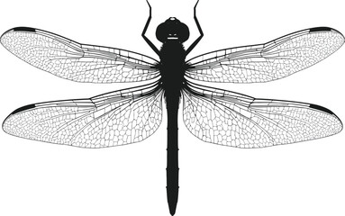 Vector art of detailed dragonfly illustration with intricate wing patterns and a sleek body design showcased against a clean backdrop