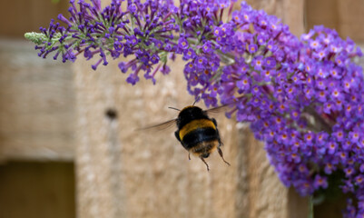 A Bee flies past the Buddleja