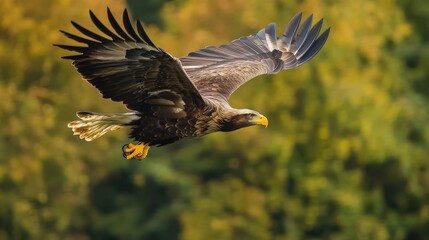 Obraz premium Majestic sea eagle soaring through autumnal foliage.
