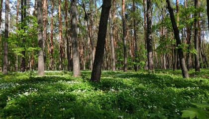 Fototapeta premium forest in spring