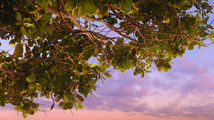 Tree with green leaves is standing in front of a beautiful pink and purple sky. The sky is a mix of pink and purple hues, creating a serene and calming atmosphere. The tree's leaves are lush