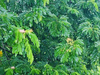Close-up of bright gradient color  tropical plant leaves with unique patterns outdoors