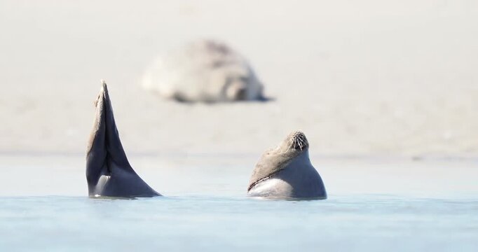 Phoque commun (Phoca vitulina) couch&eacute; sur le sable, l&rsquo;eau montant avec la mar&eacute;e, mammif&egrave;re marin en repos