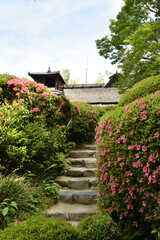 詩仙堂丈山寺　サツキの頃の庭園(京都市左京区)