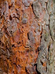  Close-Up of Pine Tree Bark Texture