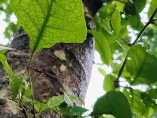 Close-up of bright gradient color  tropical plant leaves with unique patterns outdoors