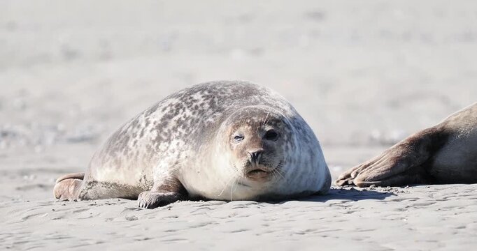 Phoques communs (Phoca vitulina) allong&eacute;s sur un banc de sable &agrave; mar&eacute;e basse, repos en colonie