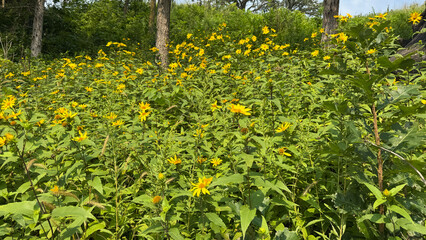 Marvelous Flower Meadow