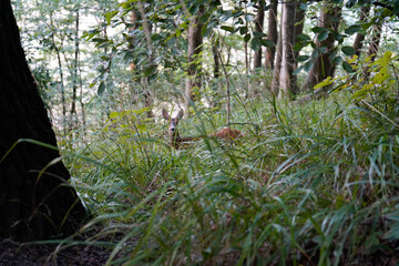 A deer is hidden in the high grass of a light forest, surrounded by trees and gentle nature, the forest and its hiking path at the Nordperd in 18586 Göhren, island of Rügen, Germany