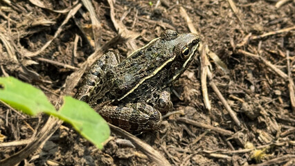 Plains Leopard Frog