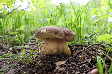 single summer bolete mushroom growing in lush green forest floor scene