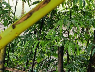 Close-up of bright gradient color  tropical plant leaves with unique patterns outdoors