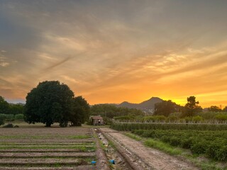 Fototapeta premium Parc Agrari Baix Llobregat 