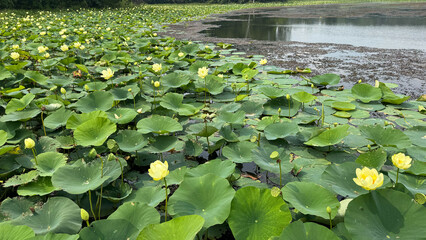 Lilies on the Lake