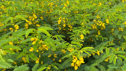 field of Partridge Pea
