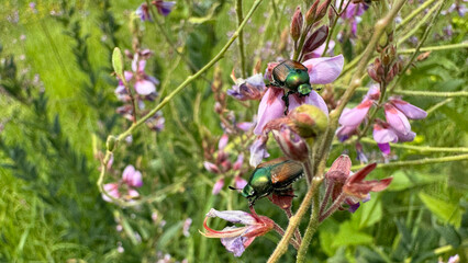 Japanese Beetles 